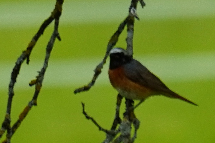 Der Gartenrotschwanz war nur ganz kurz im Obstgarten. Ich hatte ihn ohne Stativ nur einmal aus der Hand fotografieren können.