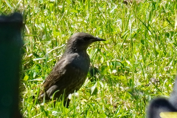 Singvogel Star