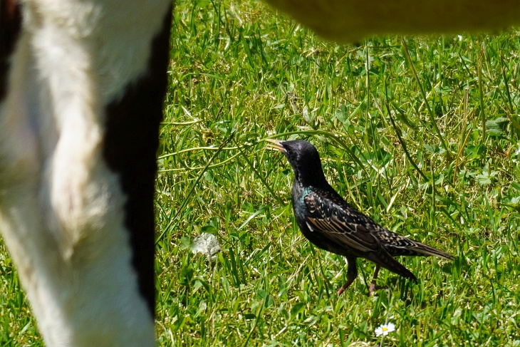 Singvogel Star