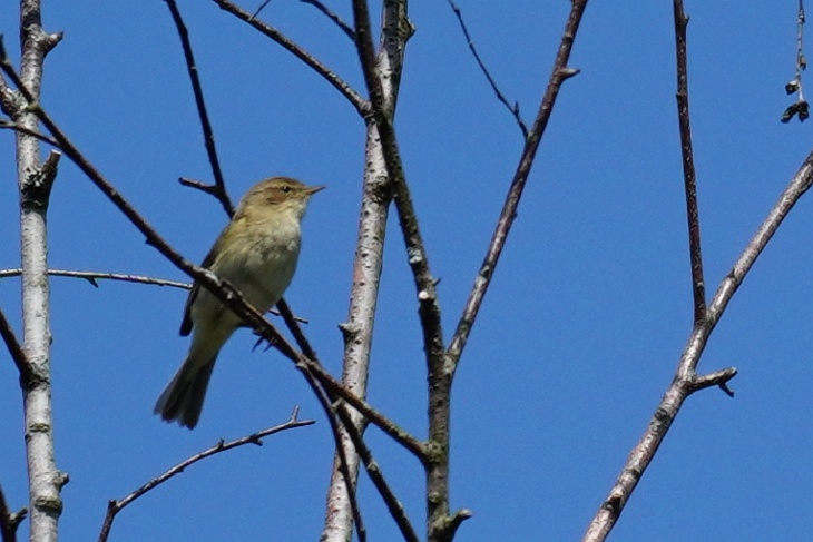 Unzählige Male haben wir ihn auf Wanderungen schon gehört, im Pürgschachenmoos aber erstmals bewusst gesehen und fotografiert: Den seinen Namen rufenden Zilpzalp