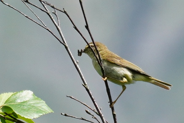 Aber immerhin muss ich mich erst langsam von meiner Vogelsucht entwöhnen. Heute gelang es mir erstmals, den schon so oft gehörten Zilpzalp zu fotografieren, der es sogar schafft, trotz gefülltem Schnabel seinen Namen zu rufen.