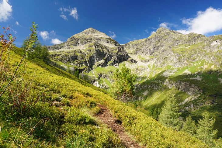 Schwarzbeerfelder am Weg zu den Goldlacken