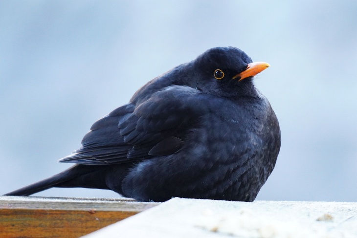 Amsel-Männchen